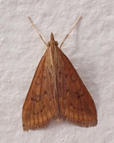 Réf. 312 195 : Udea ferrugalis